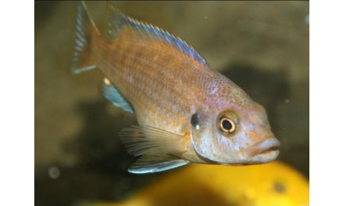 Petrotilapia small blue Nkhata Bay